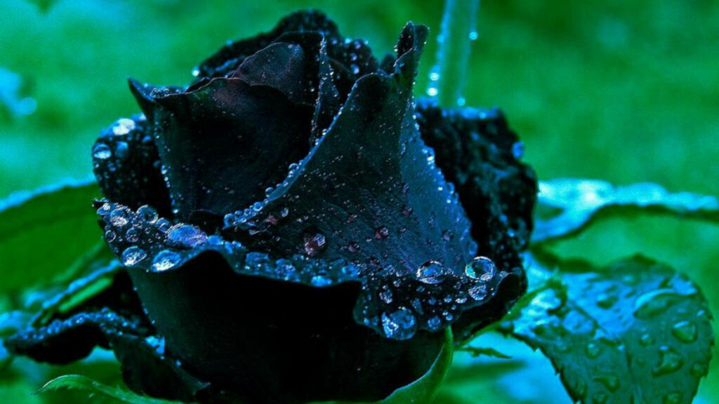 Wild Beauty: Captivating Black Rose Wallpaper