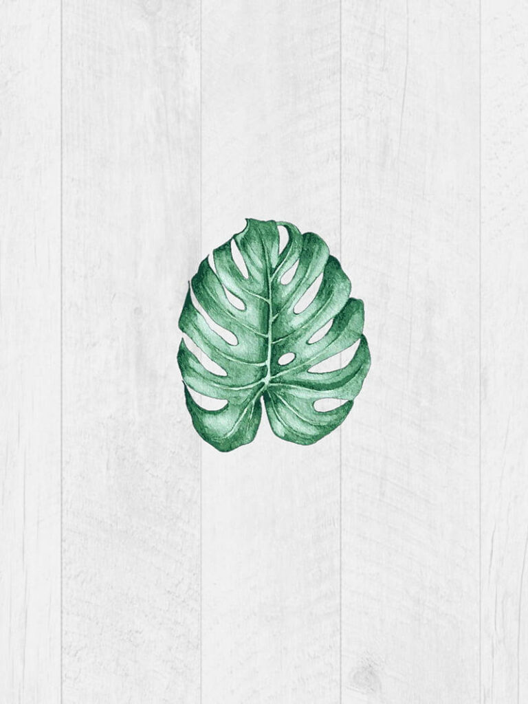 Tranquil Tropics: Serene Green and White Aesthetic Background with a Graceful Tropical Leaf on White Floorboards Wallpaper