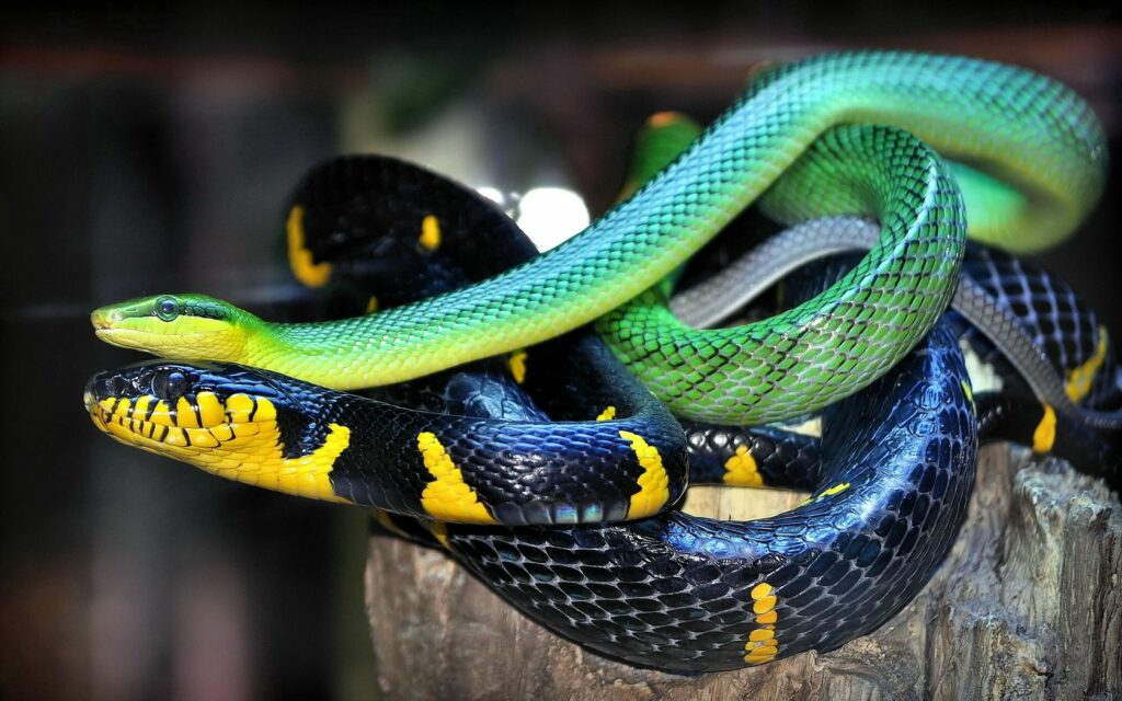 Vibrant Green and Black Yellow Snakes: Intricate 1680x1050 Wallpaper
