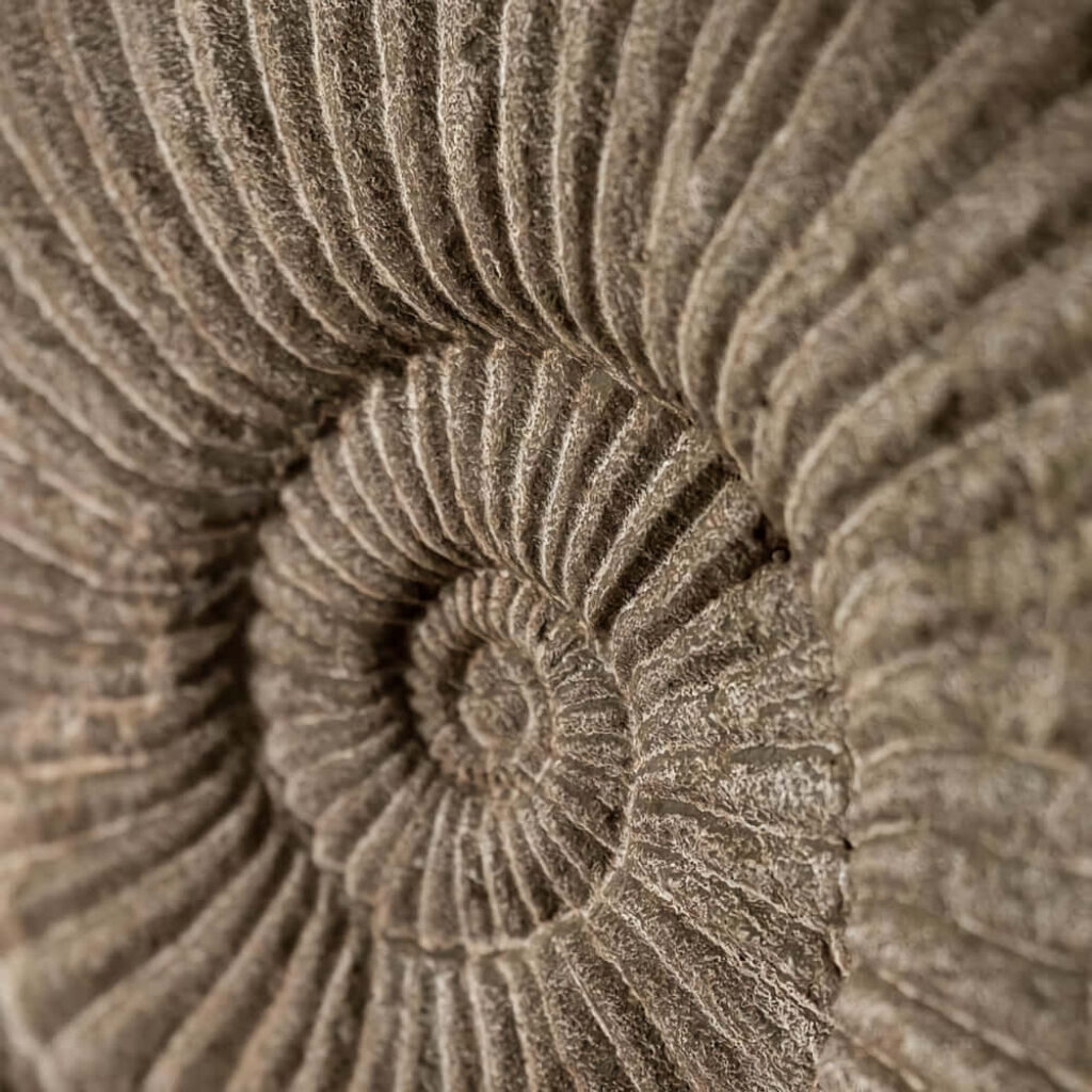 Close-up of detailed ammonite fossil spiral patterns textured stone surface wallpaper background
