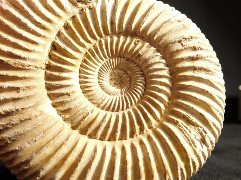 Closeup of fossilized ammonite with detailed spiral pattern and textured ridges wallpaper background