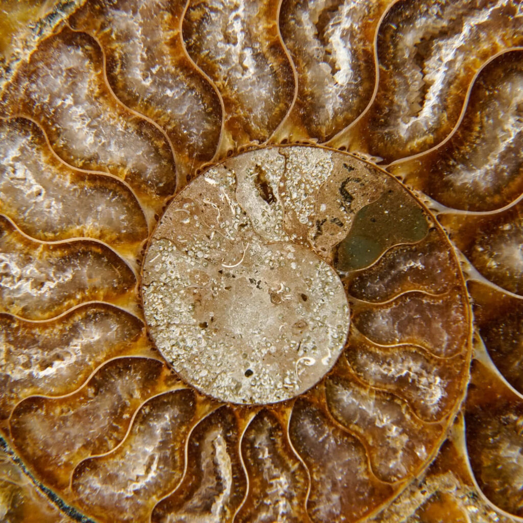 Closeup of ammonite fossil with intricate spiral patterns and earthy tones wallpaper background