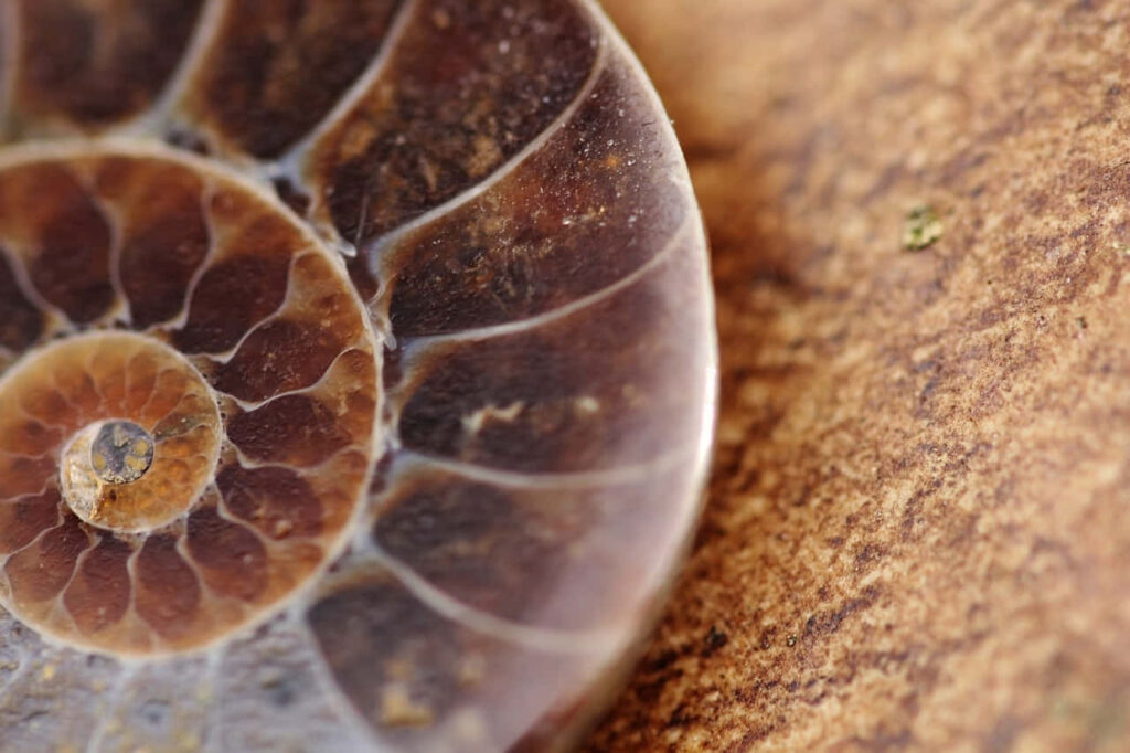 Closeup of ammonite fossil with intricate spiral patterns and earthy tones natural wallpaper background