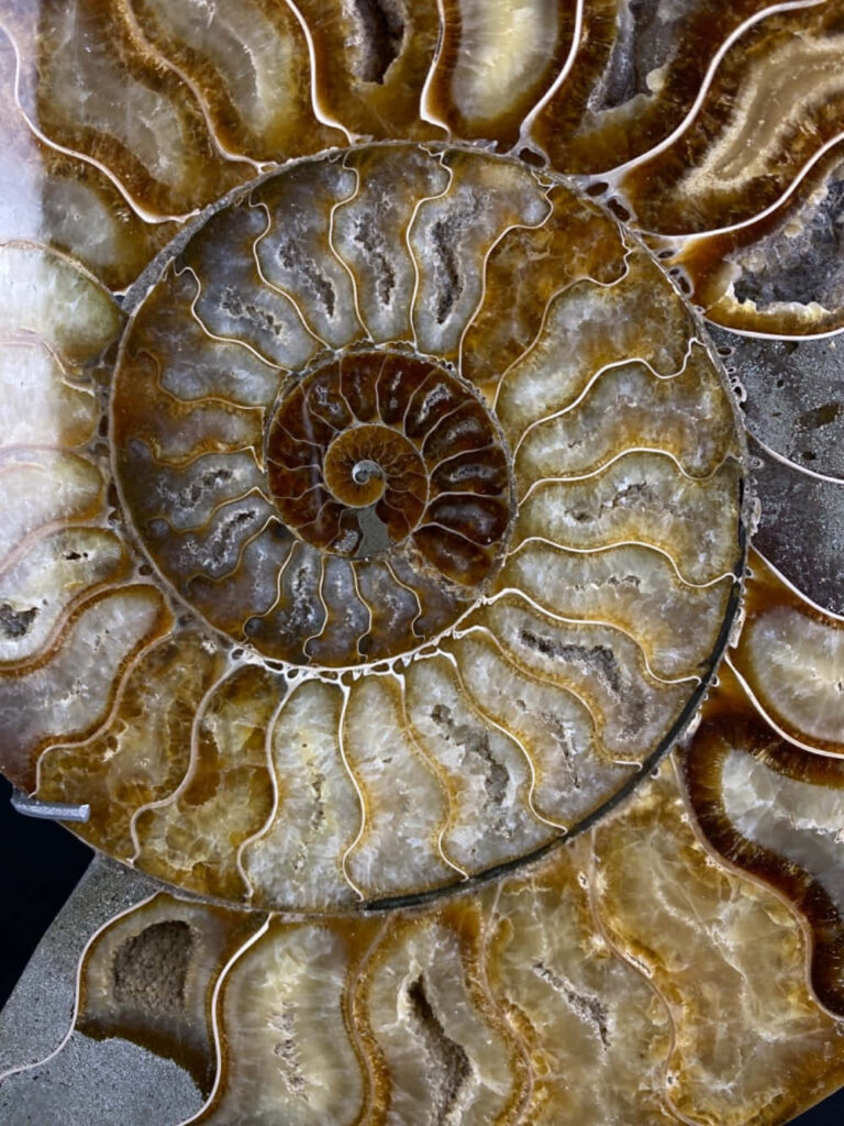 Polished ammonite fossil wallpaper with intricate spiral patterns and ancient textures background
