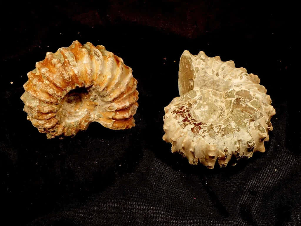 Detailed ammonite fossil pair with intricate spirals on deep black background wallpaper