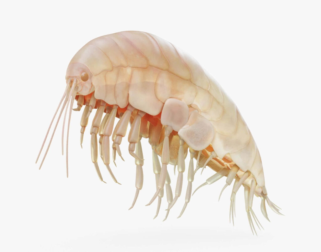 Close-up of translucent amphipod showcasing intricate details and aquatic creature textures wallpaper