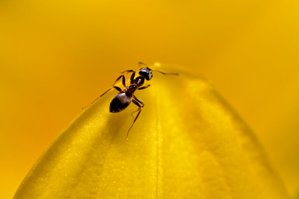 Macro Ant Wallpaper: Detailed Close-Up on Vibrant Yellow Surface