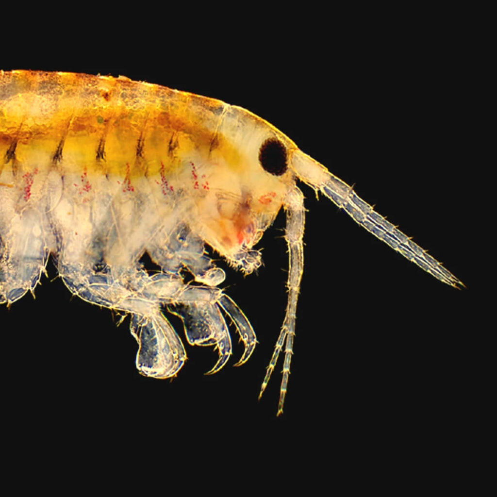 Close-up of translucent aquatic amphipod with detailed appendages on dark wallpaper background