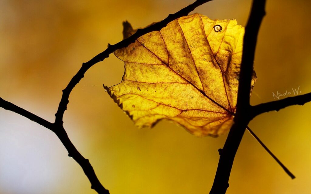 Autumn Leaf Close-Up: Golden Hues & Texture Wallpaper Background