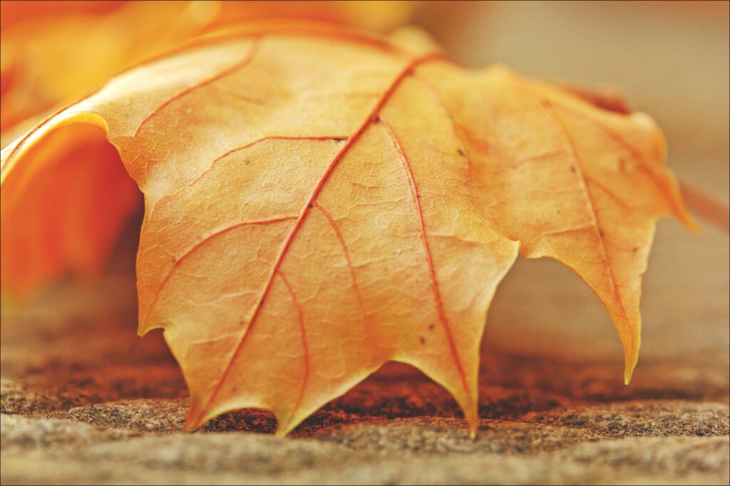 Macro Autumn Maple Leaf: Intricate Veins & Golden Hues Wallpaper