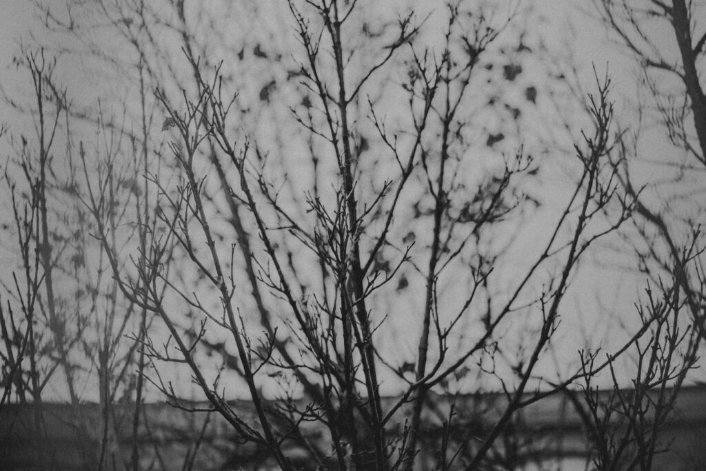 Intricate Bare Tree Branches in Black and White Against Blurred Background Wallpaper