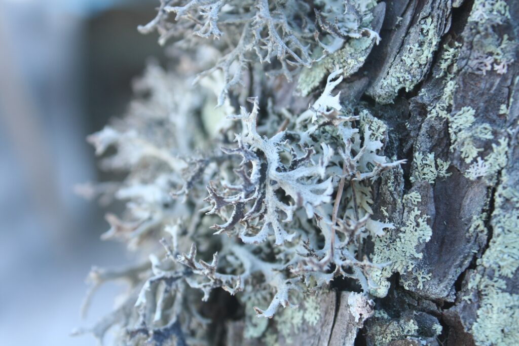 Intricate Bark and Moss Wallpaper: Natural Textures & Lichen Details