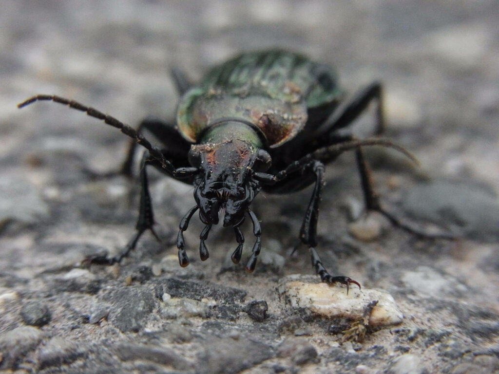 Intricate Beetle Close-Up on Textured Stone Surface - Nature Wallpaper