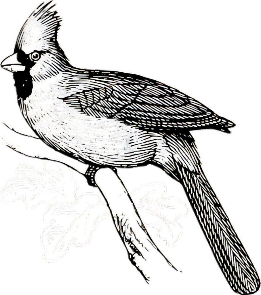 Elegant Bird Sketch Wallpaper - Detailed Nature Illustration Background