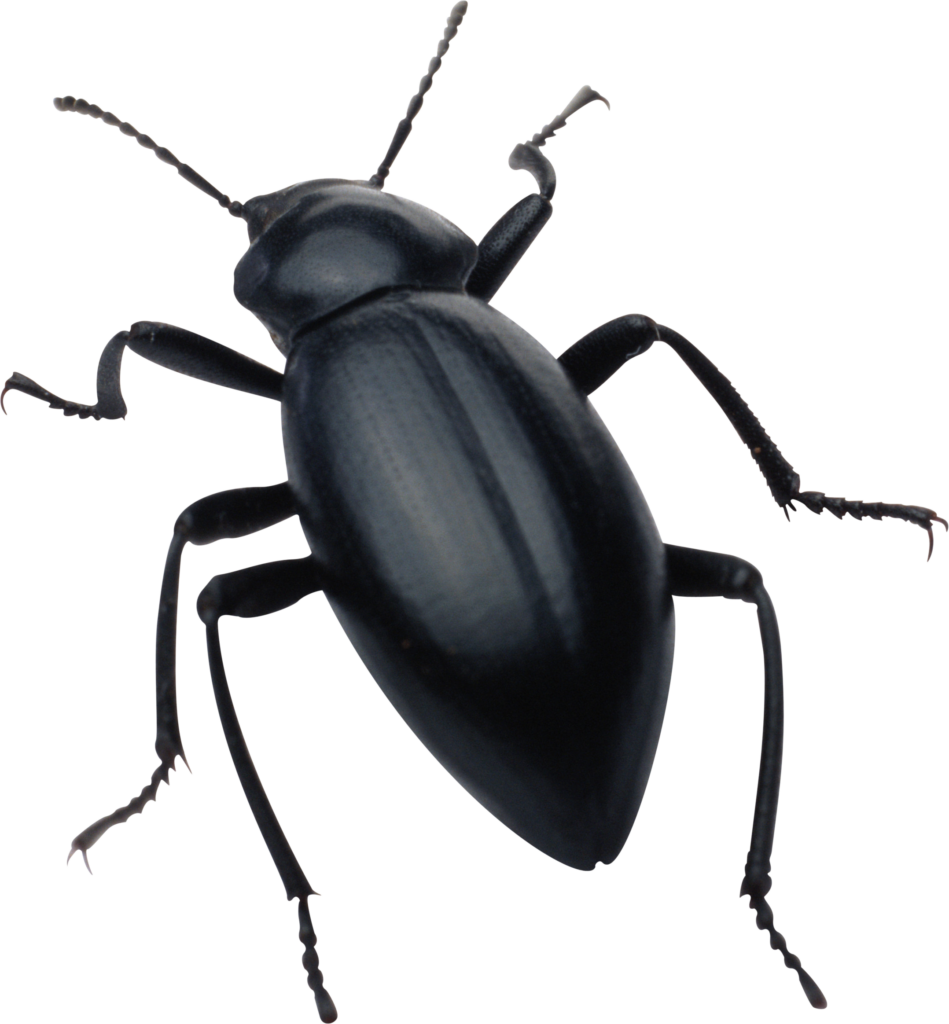 Detailed Black Beetle Wallpaper on Transparent Background - Entomology Art