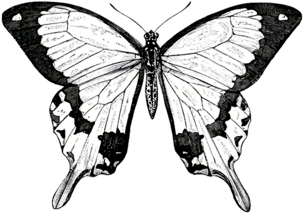 Intricate Black Silhouette Butterfly Wallpaper Background Design