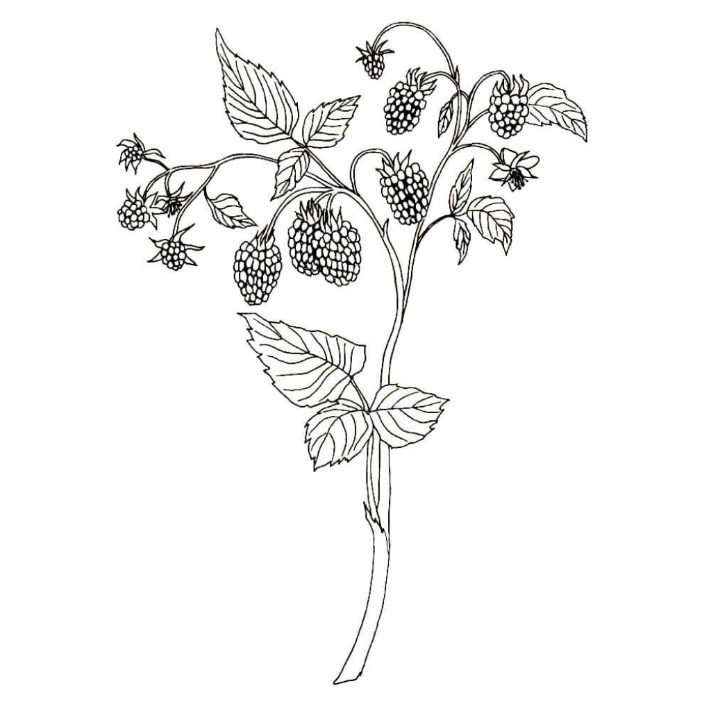 Detailed Black & White Botanical Sketch of Leaves and Berries Wallpaper