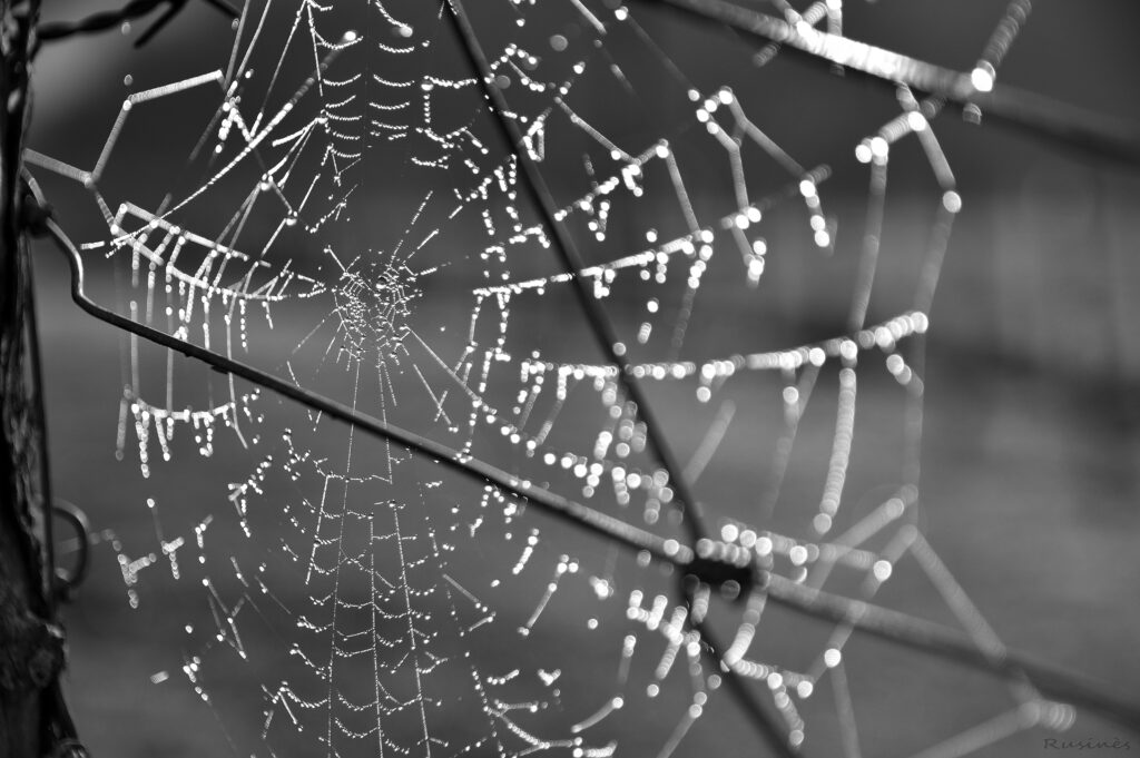 Intricate Black-and-White Cobweb Macro with Dewdrops - Wallpaper Background