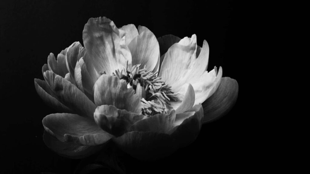 Intricate Flower in Bloom: Black and White Wallpaper with Contrast