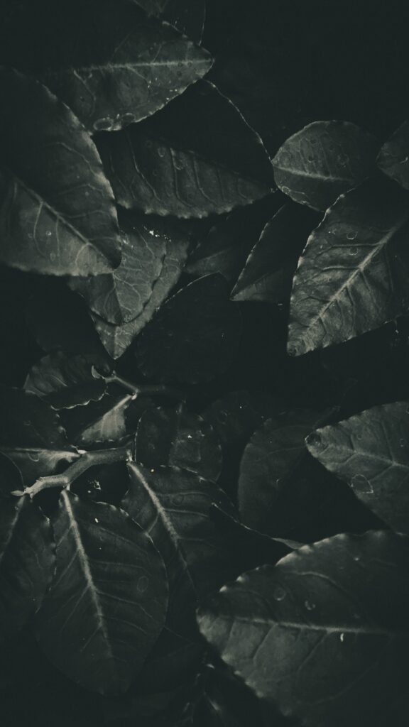 Intricate Black and White Leaf Pattern Wallpaper – Serene Natural Background