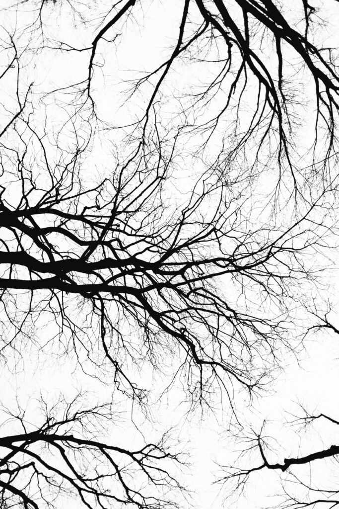 Intricate Black-and-White Leafless Tree Branches Gothic Wallpaper
