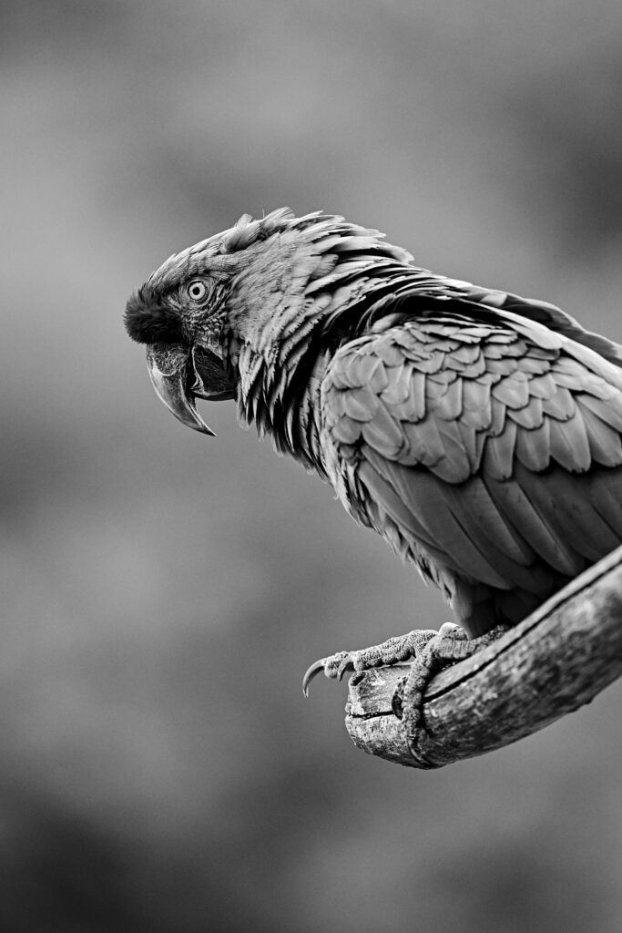 Elegant Black and White Parrot Wallpaper with Intricate Feather Detail
