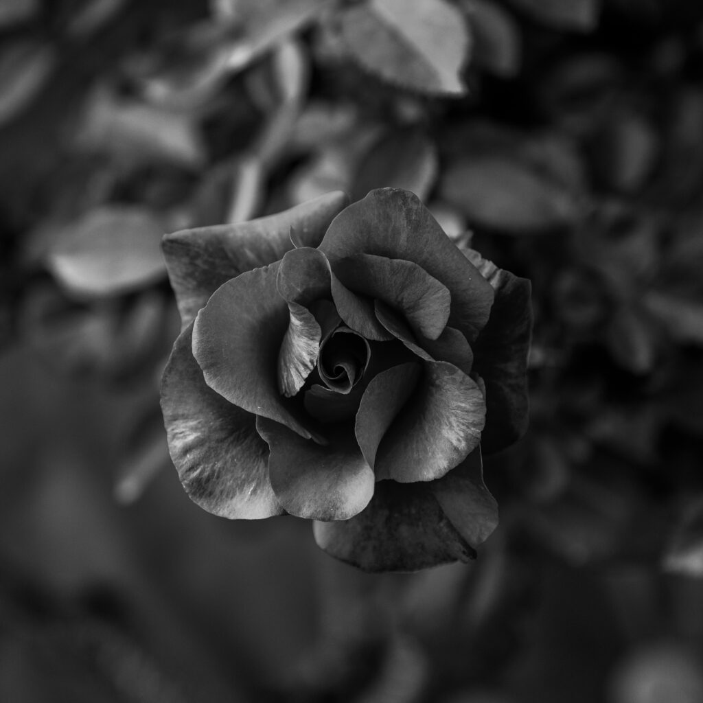 Intricate Black and White Rose Wallpaper - Close-Up Detail Background