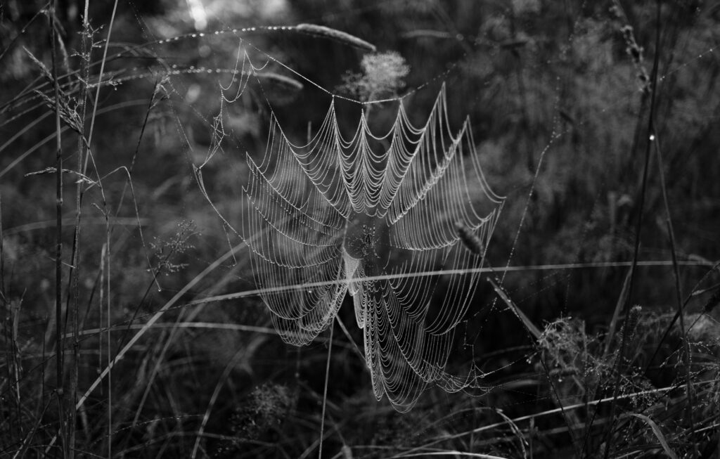 Intricate Black & White Spider Web Wallpaper with Dewdrops