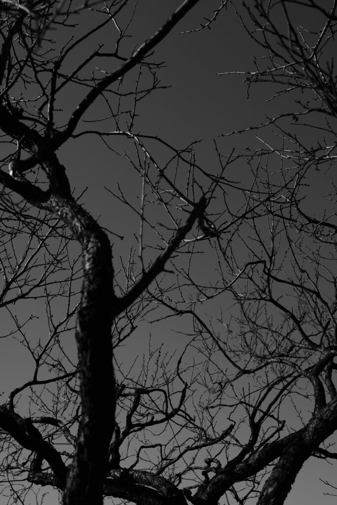 Intricate Black and White Tree Branches Wallpaper for Dramatic Background