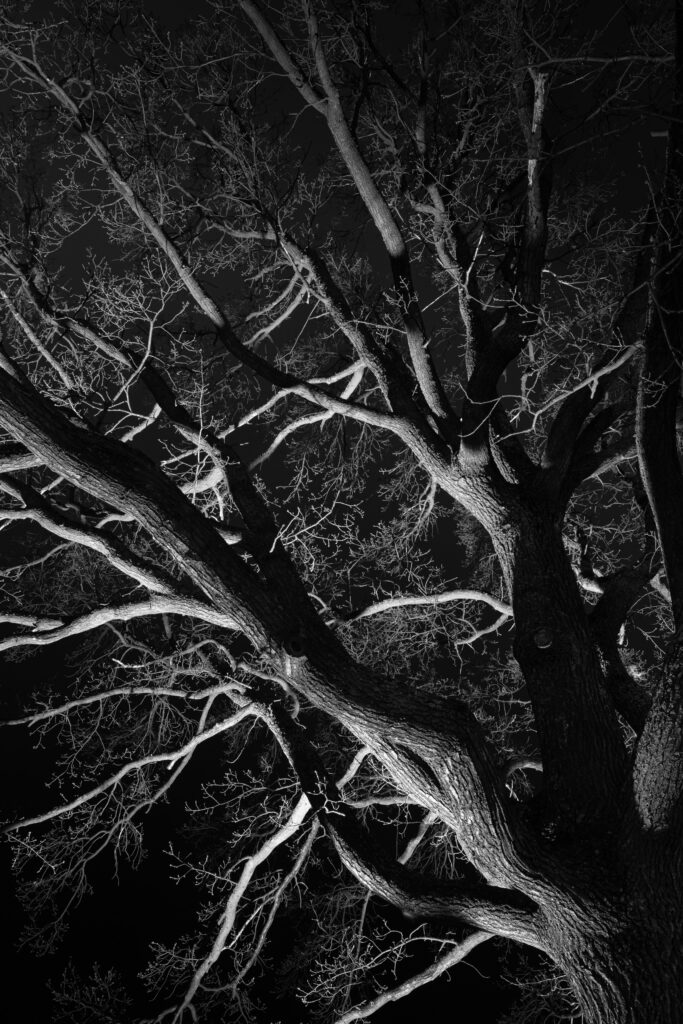 Intricate Black and White Tree Branches Wallpaper - Dramatic Night Sky