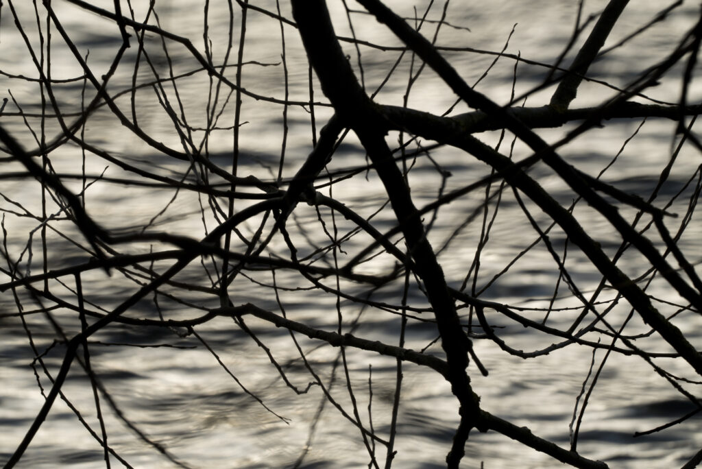 Intricate Black and White Tree Branches Wallpaper Background