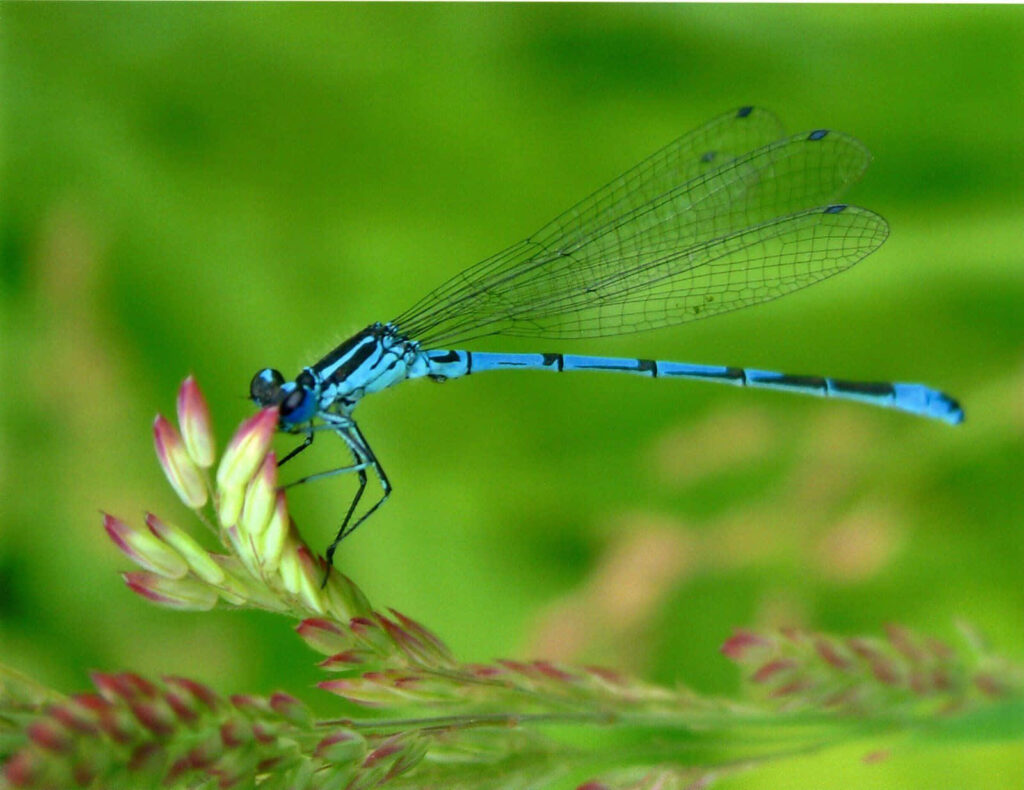 Intricate Blue Dragonfly Wallpaper on Vibrant Green & Red Plant