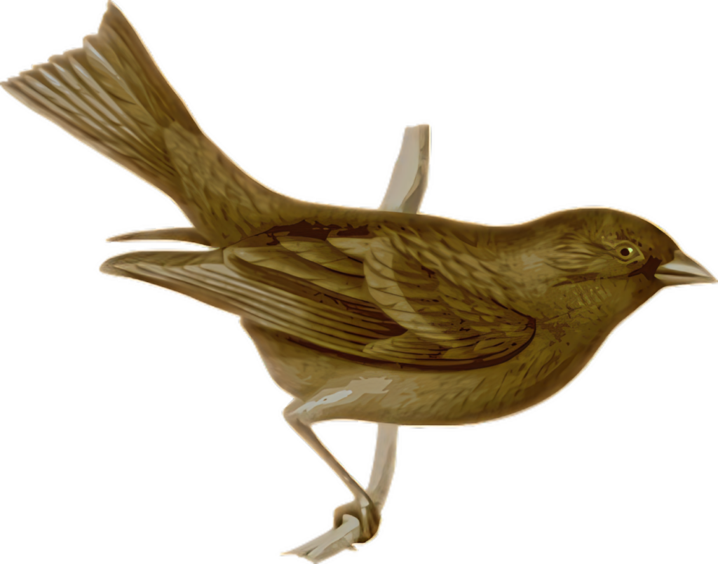 Elegant Brown Bird Illustration with Intricate Feathers on Transparent Background Wallpaper