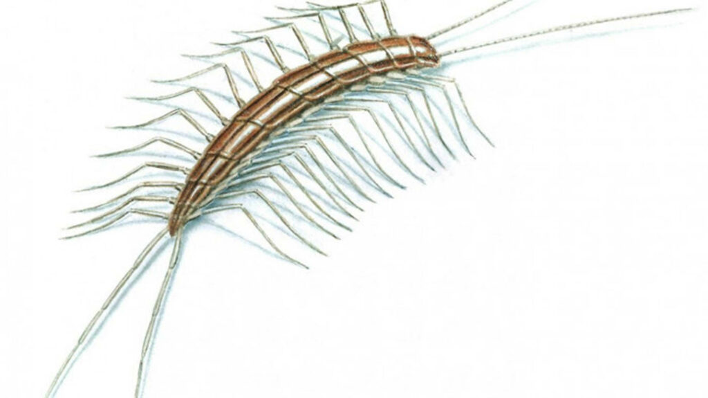 Intricate Brown Centipede Wallpaper on White Background Design