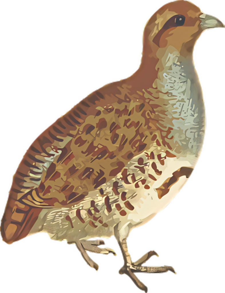 Artful Brown Quail Wallpaper: Intricate Feather Patterns & Textures