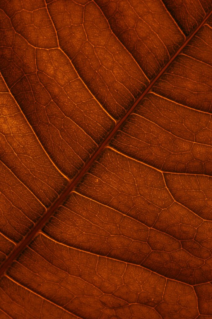 Macro Close-Up of a Brown Leaf: Intricate Veins & Natural Patterns Wallpaper