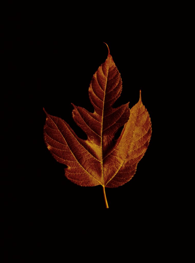 Intricate Brown Leaf Texture Wallpaper on Black Background
