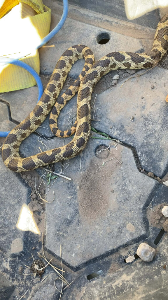 Intricate Brown & Yellow Snake Wallpaper on Dusty Textured Ground