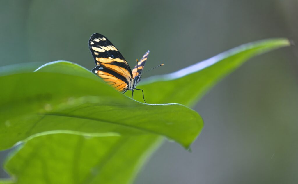 Butterfly on Green Leaf: Intricate Close-Up Wallpaper Background