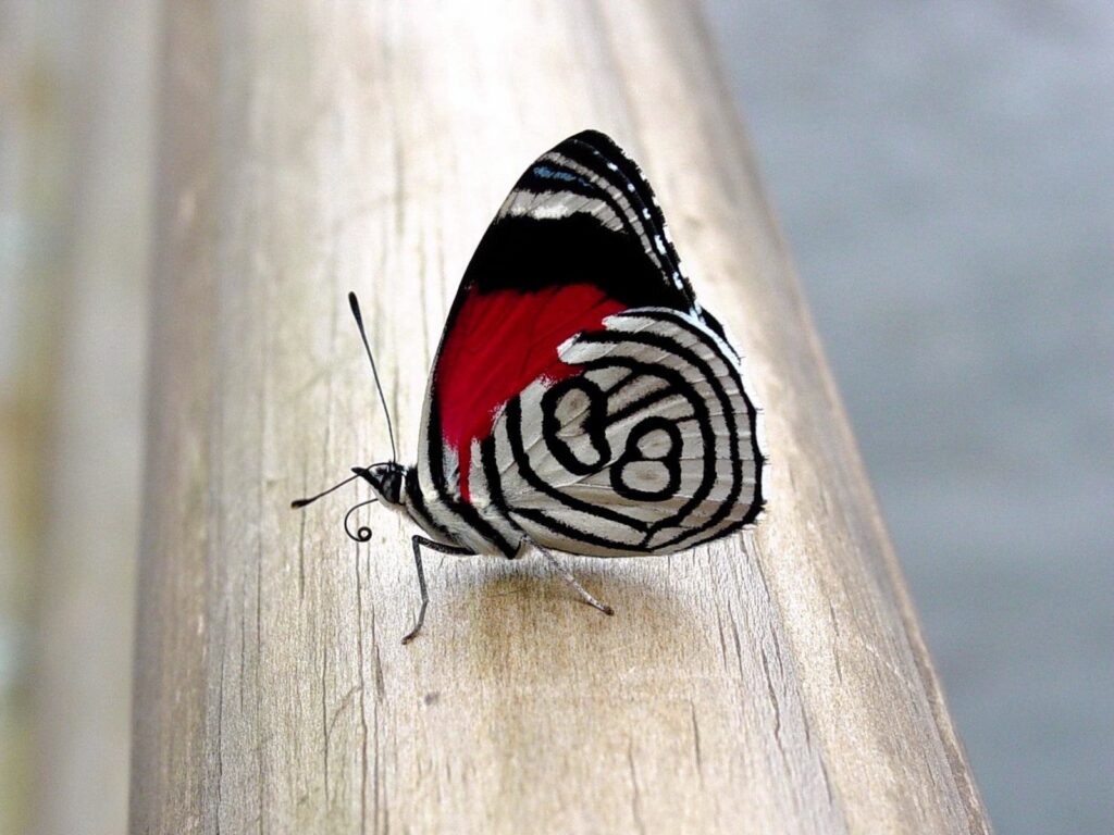 Close-Up Butterfly Wallpaper with Intricate Black, White, and Red Design