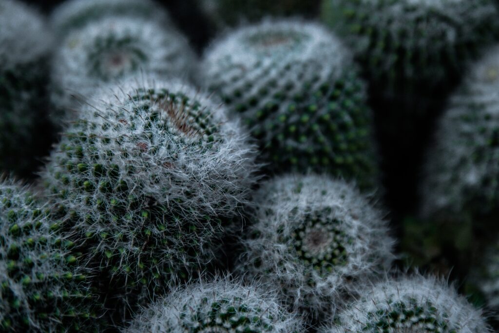 Close-Up Cacti Wallpaper: Intricate Textures & Unique Patterns Background