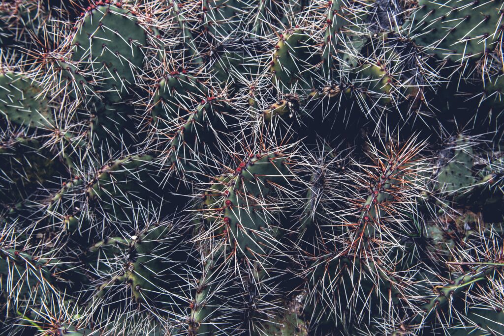 Intricate Cactus Close-Up: Perfect Nature Wallpaper for Plant Lovers