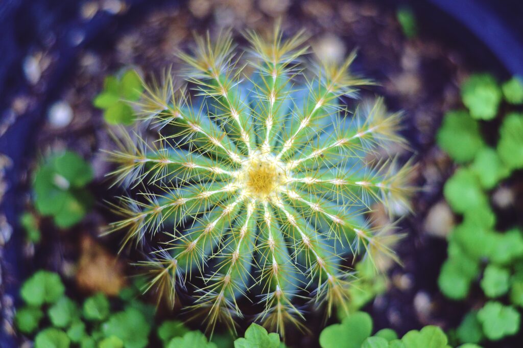 Vibrant Cactus Wallpaper: Intricate Spines & Lively Green Background