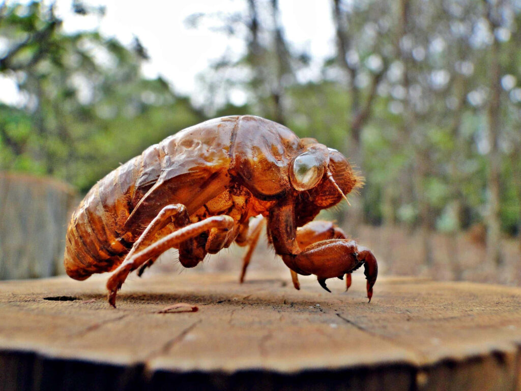 Closeup of cicada exuviae showing intricate amber details and delicate texture on soft background Wallpaper