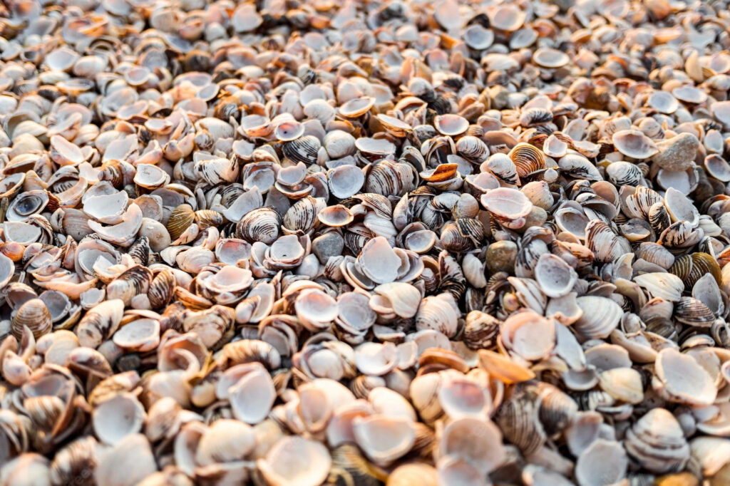 Close-Up of Clam Shells: Intricate Textures Wallpaper Background