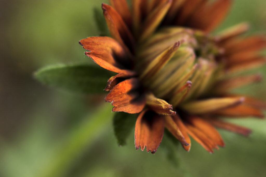 Intricate Flower Macro Shot: Soft-Focus Petals & Textured Wallpaper