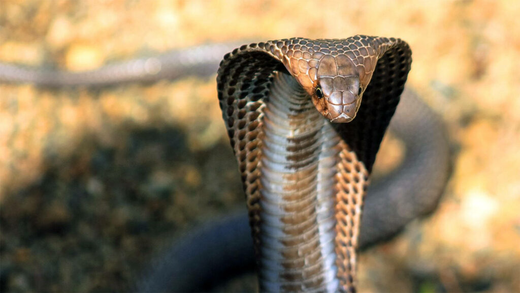 Majestic Cobra Wallpaper: Intricate Brown Scales & Blurred Background