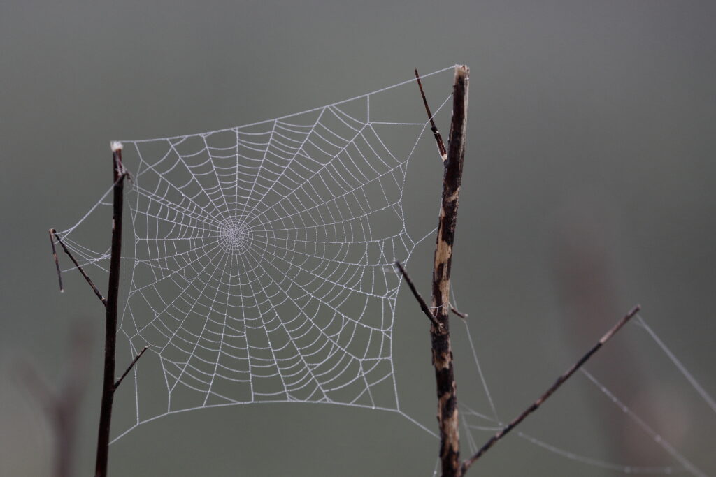 Intricate Cobweb Macro Shot: Nature's Delicate Wallpaper Background