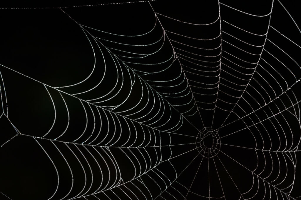 Intricate Macro Cobweb Wallpaper - Dark Background Close-Up