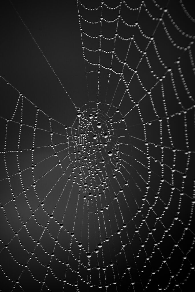 Glistening Cobweb Macro Shot: Intricate Patterns Wallpaper Background